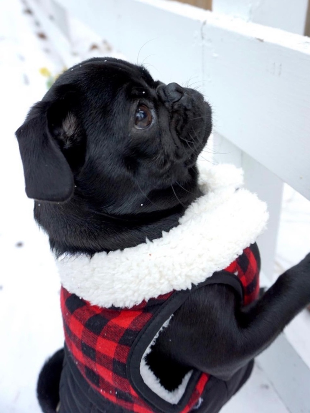 Bond & Co Dog Coat Jacket Red Black Buffalo Check Plaid Fleece - Size Small